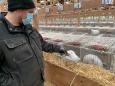 'It stops here': Danish mink farmer sees no future after mass cull
