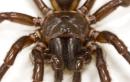 Spider venom may offer hope to stroke victims: scientists