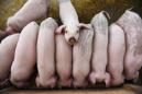 China detects African swine fever in another pig truck