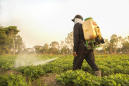 Exposure to Pesticides May Increase Risk of Liver Cancer