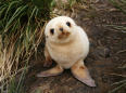 Why Do I Want to Smoosh This Cute Baby Seal?