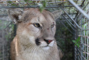 Mountain lion is first to be killed under California's "3-strike" law