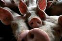 Philippines confirms first swine fever cases