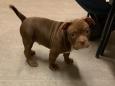 Man accidentally shoots himself while trying to steal puppy