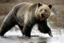 U.S. erred in declining protections for remote grizzly bears: judge