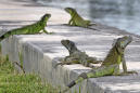 Reptile invasion: Florida agency encourages killing iguanas