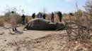 Botswana gets first test results on elephant deaths