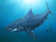 The prehistoric megalodon shark had fins as big as human adults and heads the length of cars, according to new research