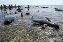 Seven stranded whales found dead in Indonesia
