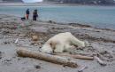 Polar bear shot dead after attacking cruise ship tour guide as climate change pushes predators closer to human habitats
