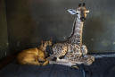 Abandoned baby giraffe befriended by dog in Africa dies