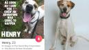 Shelter Makes Tinder Profile for 3-Year-Old Dog Struggling to Get Adopted