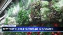 E. coli outbreak sickens 72 people in 5 states