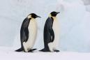 'Exemplary parents': 2 gay penguins have adopted an abandoned egg in Berlin Zoo
