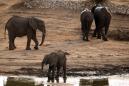 Trump reverses elephant trophy decision, keeps ban
