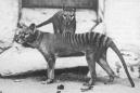 Long-extinct Tasmanian tigers spotted at least eight times, officials say