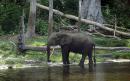 Congolese poacher accused of killing 500 elephants sentenced to 30 years' hard labour