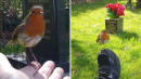 Bird Comforts Grieving Mother as She Visits Late Son's Grave on Anniversary of His Death