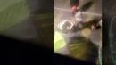 Caught on camera: Puppy choked in shocking confrontation in San Francisco homeless tent        