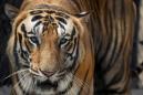 Hunt on for Indian tiger after eighth human kill
